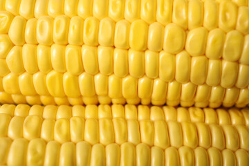 Ripe sweet corn cobs as background, closeup