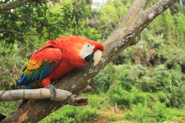 Guacamaya roja sobre un palo de árbol.