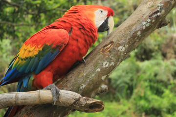 Guacamaya posada en un árbol del zoológico.