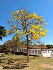 autumn in the park yellow ipe tree - tiradentes minas gerais brazil