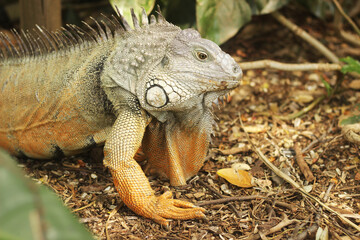 Iguana caminando en el suelo.