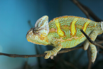 Fototapeta premium Cameleón verde sobre una rama.