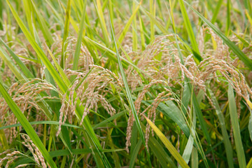 稲穂