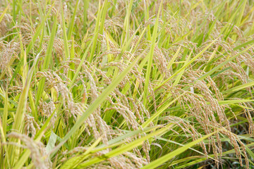 稲穂