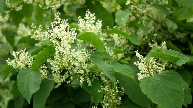 Knotweed bloom invasive plant Reynoutria flower or blossom bees Fallopia japonica Japanese, expansive intruder neophyte achenes calamity flowers honey bee Apis mellifera flying insects collect saw