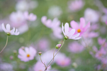 コスモス