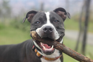 Perro pitbull jugando feliz con un palo de paseo