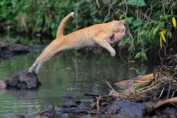A mother cat (Felis catus) is evacuating its baby to a safer place.
