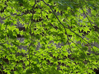 Obraz premium もみじ