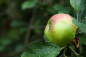 Ripe apple on tree branch in garden, closeup. Space for text