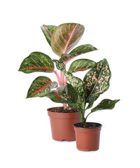Beautiful Aglaonema plants in flowerpots isolated on white. House decor