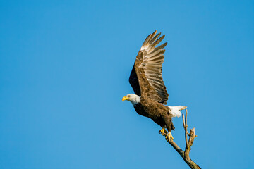 Adult Bald Eagle Taking Off from Branch