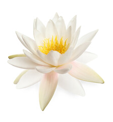 Beautiful blooming lotus flower isolated on white