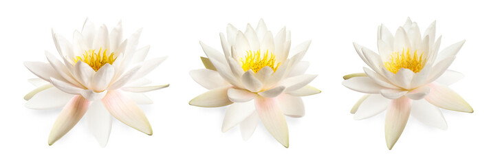 Set of beautiful lotus flowers isolated on white