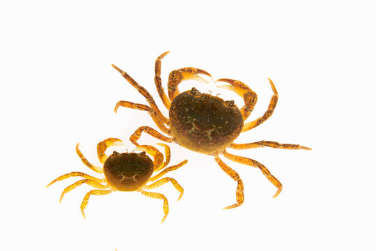 1 Best サワガニ Images Stock Photos Vectors Adobe Stock