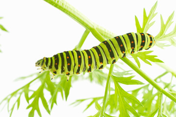 キアゲハの幼虫