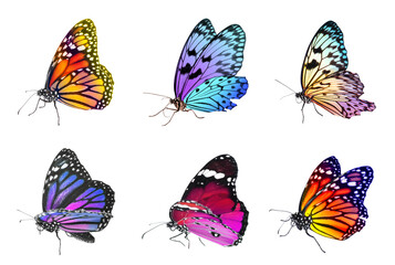 Collection of amazing bright butterflies isolated on white