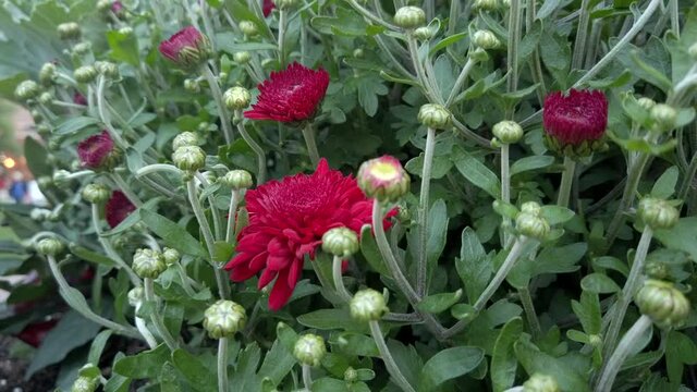 Beautiful dark red mum on a cloudy afternoon, close up.