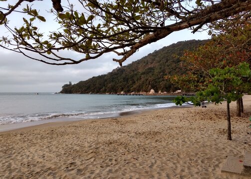 beach and trees in the morning -  balneario camboriu santa catarina brazil