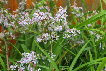 bumblebee on pink flowers with wooden fence in the background