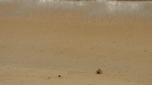 Crab on the sandy beach