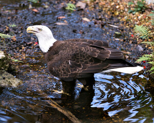 Fototapeta premium Bald Eagle stock photo. Close-up profile view in the water looking to the left, displaying feathers, in its surrounding and environment with background. Image. Portrait. Picture.
