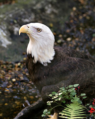 Bald Eagle Stock Photo.  Head close-up side view profile by the water with foliage blur background and displaying head beak, plumage in its habitat and environment. Image. Picture. Portrait.