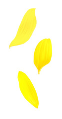 Fototapeta premium Bright yellow sunflower petals falling on white background