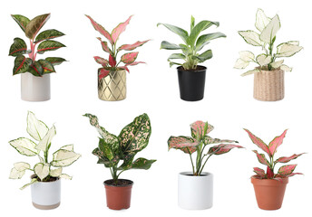 Set of Aglaonema plants for house on white background