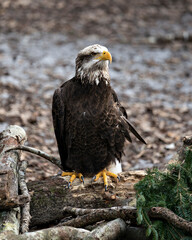 Bald Eagle photo stock. Bald Eagle juvenile perched  on a log with blur background, looking sideways  in its environment and habitat. Image. Portrait. Picture.  