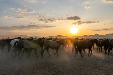 Fototapeta na wymiar Wild horses run in foggy at sunset