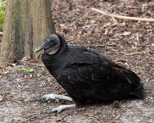 Black Vulture Stock Photos.  Close up displaying  head, eye, beak and black plumage and enjoying its environment and habitat with a brown leaves background. Image. Picture. Portrait.