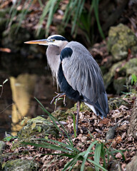 Blue Heron Stock Photos. Close-up profile view by the water with a moss and rocks background and foliage, displaying blue feathers plumage, beak, in its environment and habitat. Image. Picture.