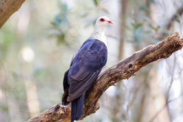 White-headed Pigeon - Columba leucomela
