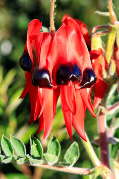 Sturt Desert Pea - Swainsona Formosa