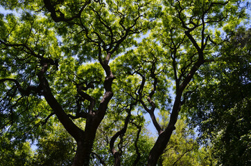 Green Leaves and Dark Trunks Against Blue Sky in Argentina Pattern or Texture