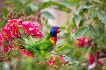Rainbow Lorikeet in Flowering Gum