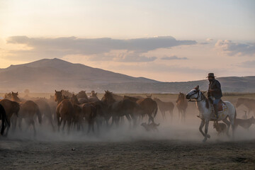 Wild horses run in foggy at sunset