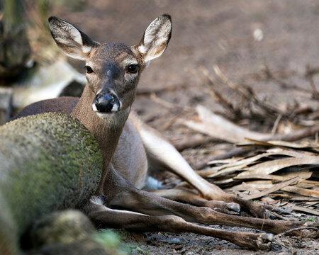 Deer Stock Photos. Deer close-up profile view looking at the camera resting displaying its head, ears, eyes, nose, legs with a foliage background in its environment and surrounding.