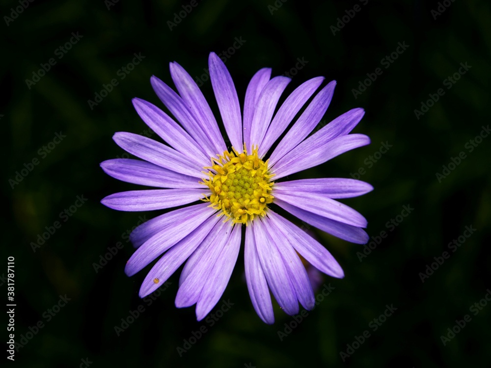 Wall mural brachyscome multifida - cut-leaved daisy