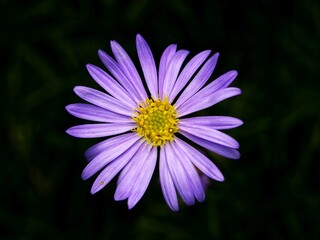 Obraz premium Brachyscome multifida - Cut-leaved Daisy