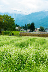 Fototapeta na wymiar 白馬村の蕎麦畑