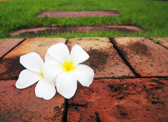 brick wall and plumeria flower great background for relax and comfort feeling