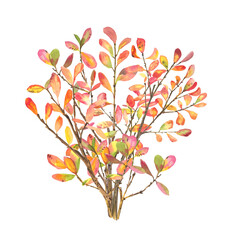 Autumn blueberry Bush watercolor isolated on a white background. Leaf fall. October. Defoliation. Tree