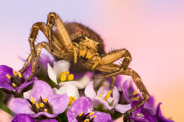 Macro Focus Stacking portrait of Common Crab Spider. His Latin name is Xysticus cristatus.