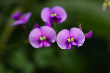 Hardenbergia violacea - Happy Wanderer