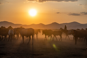 Obraz na płótnie Canvas Wild horses run in foggy at sunset