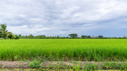Rice fields, terraces, plantation, organic rice farm and agriculture in Thailand.