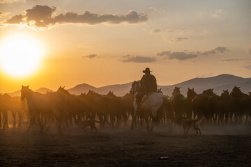 Wild horses run in foggy at sunset