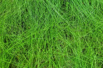 Trees and grass that last blue in the late summer season